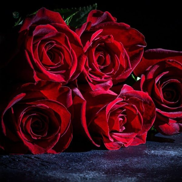 Roses velours, solution florale sans entretien