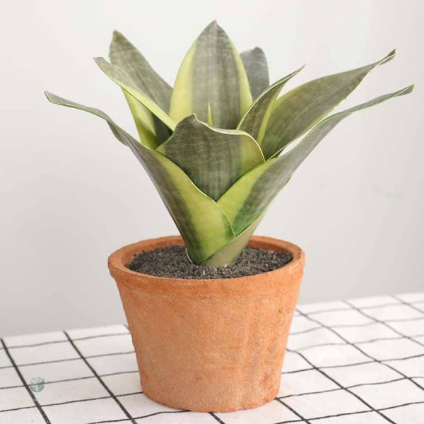 Sansevieria - Plante verte artificielle décorative