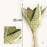 Sansevieria, feuillage élégant pour intérieur