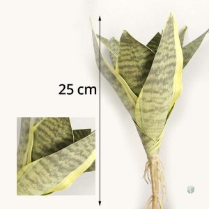 Sansevieria, feuillage élégant pour intérieur