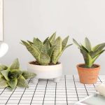 Sansevieria - Idéale pour un coin de bureau
