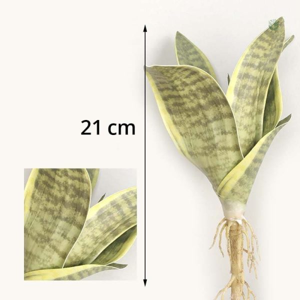 Plante verte Sansevieria, entretien facile pour votre espace