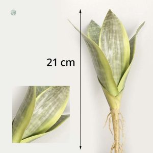Fleur Sansevieria, ajout naturel à votre décor