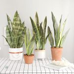 Sansevieria, une touche de verdure durable et stylée