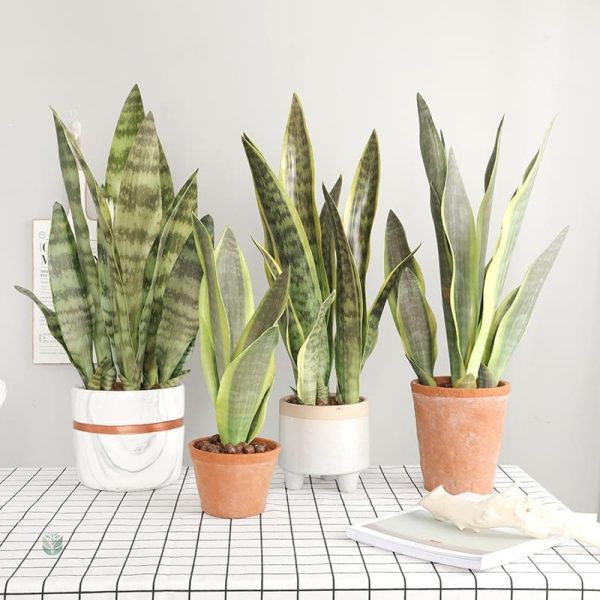 Sansevieria, une touche de verdure durable et stylée