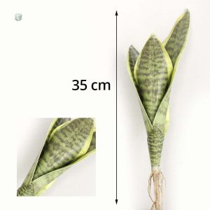 Sansevieria Trifasciata en pot, décoration élégante