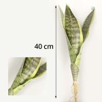Plante d'intérieur Sansevieria Trifasciata réaliste