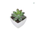 Succulentes en pot, embellissement intérieur