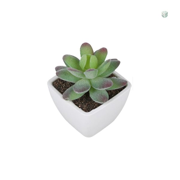 Succulentes en pot, embellissement intérieur