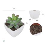 Faux plantes succulentes, sans besoin d'eau