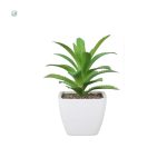 Succulentes variées pour un décor tendance