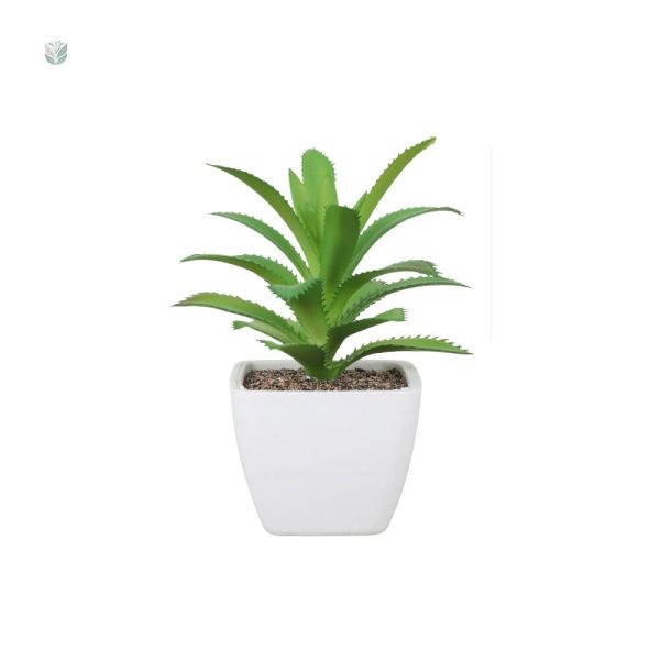 Succulentes variées pour un décor tendance