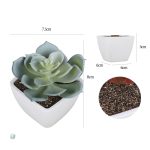 Succulentes décoratives en pot, look moderne