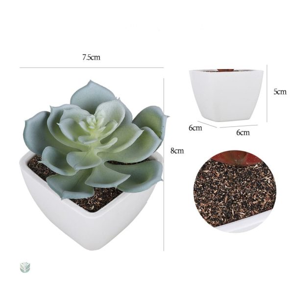 Succulentes décoratives en pot, look moderne