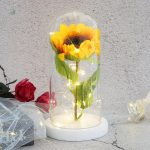 Tournesol préservé sous cloche, idéal pour la maison