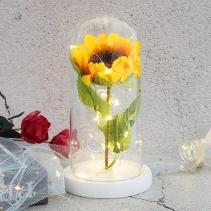 Tournesol préservé sous cloche, idéal pour la maison
