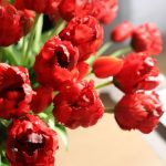 Bouquet de tulipes perroquet pour événements