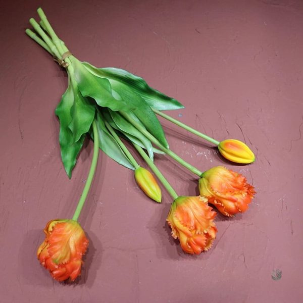 Tulipes perroquet pour une touche d'élégance
