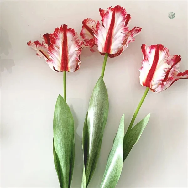 Tulipes perroquet artifice pour décoration intérieure