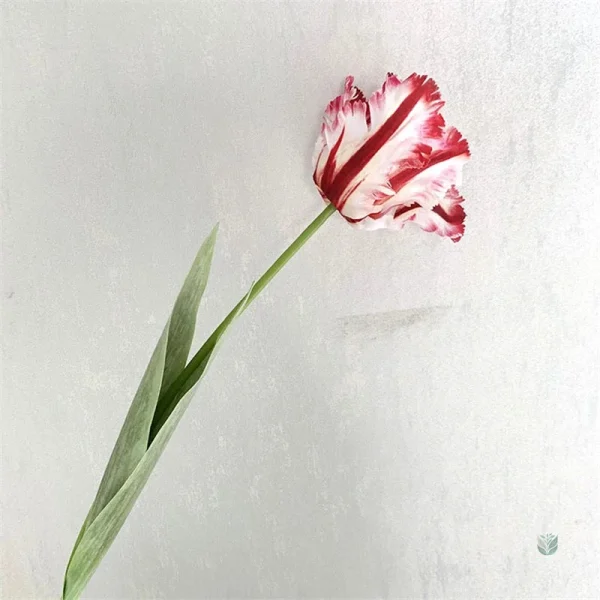 Tulipes perroquet avec couleurs vives pour ornements