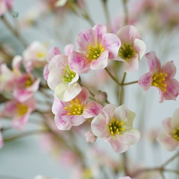 Vernicia Fordii, choix parfait pour décoration sans entretien