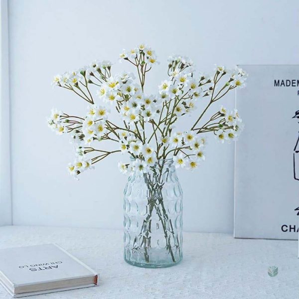 Vernicia Fordii, élégance florale à petit prix