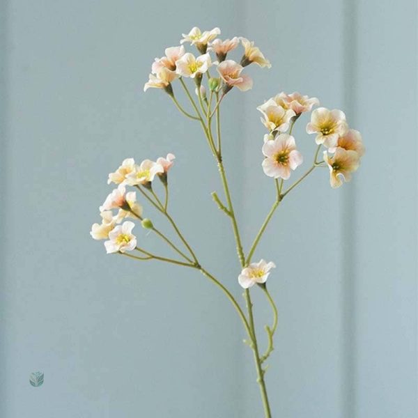 Fleurs Vernicia Fordii, touche de couleur pour votre maison